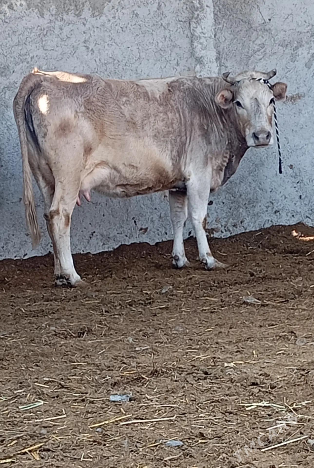 SYGYR - Gökdepe - img 1