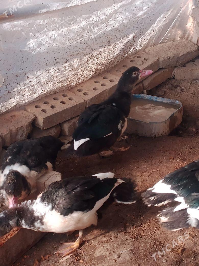 indawutga - Мары - img 6