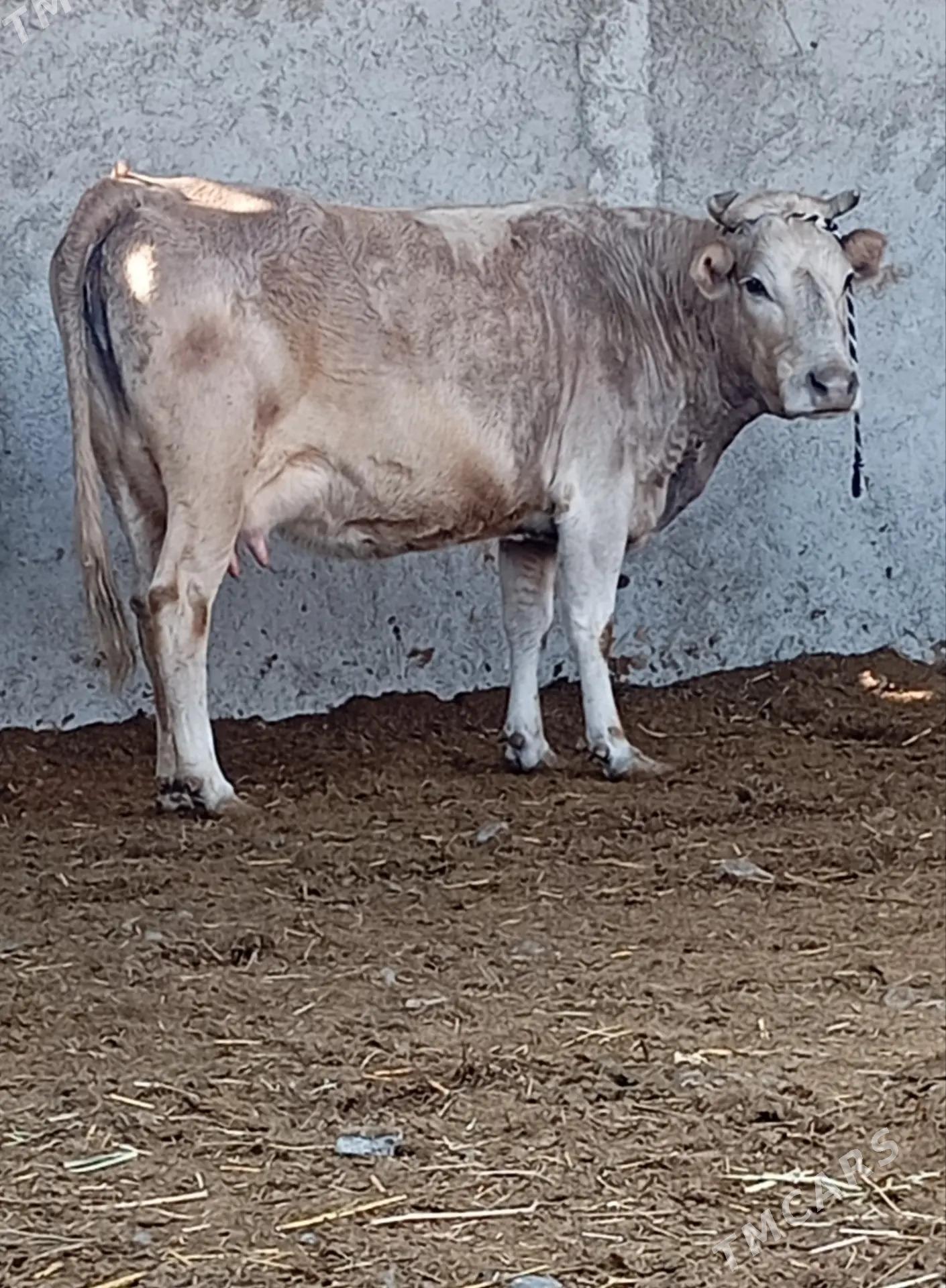 SYGYR - Gökdepe - img 4