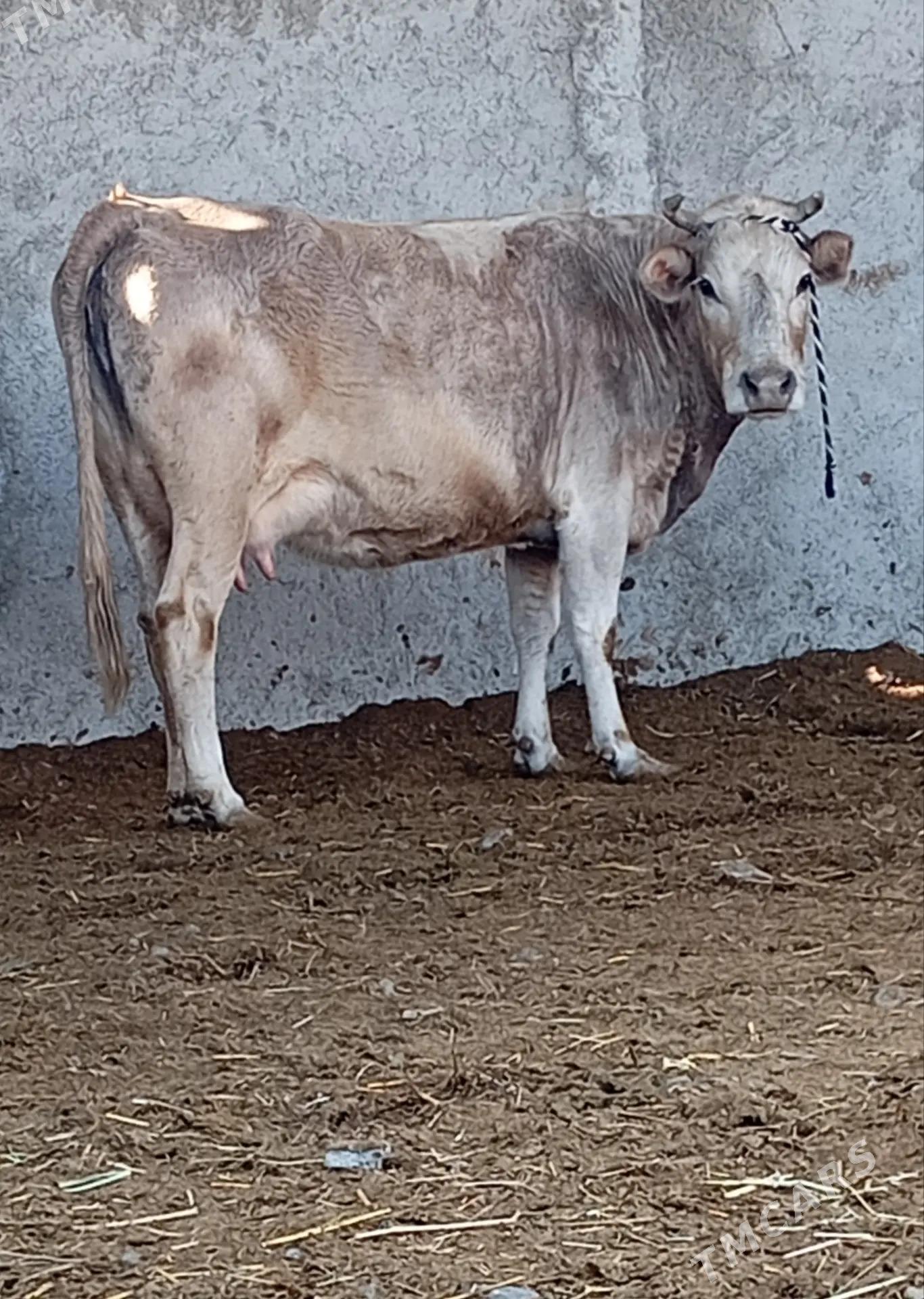 SYGYR - Gökdepe - img 3