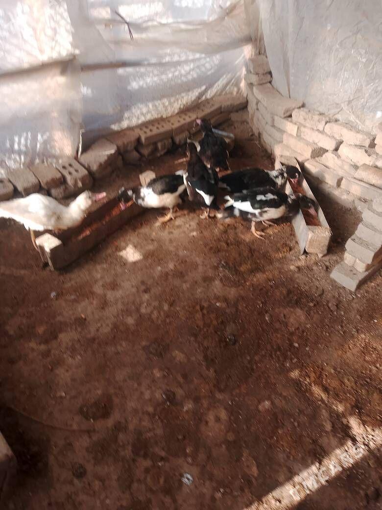 indawutga - Мары - img 3