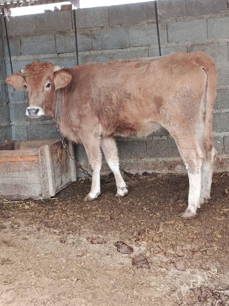 göleli sygyr - Bäherden - img 3