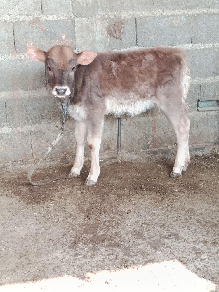 göleli sygyr - Bäherden - img 2