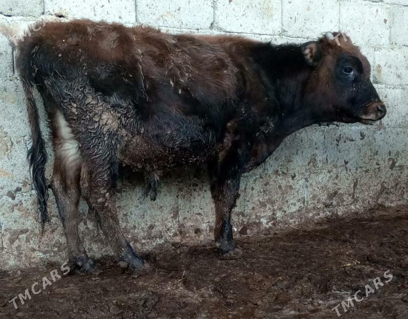 öküz 9sany - Gökdepe - img 1