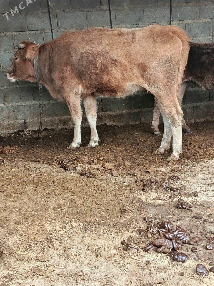 göleli sygyr - Bäherden - img 4