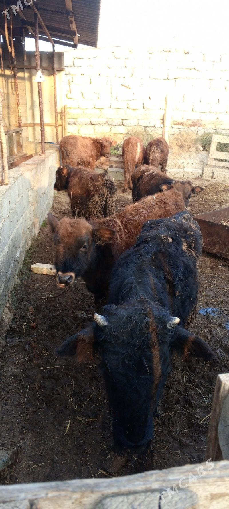 öküz 9sany - Gökdepe - img 3