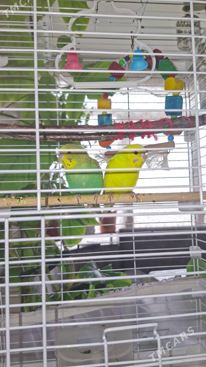 волнистые - Ашхабад - img 2