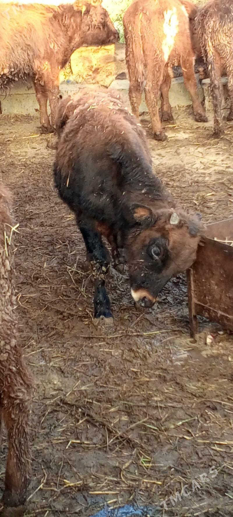 öküz 9sany - Gökdepe - img 6