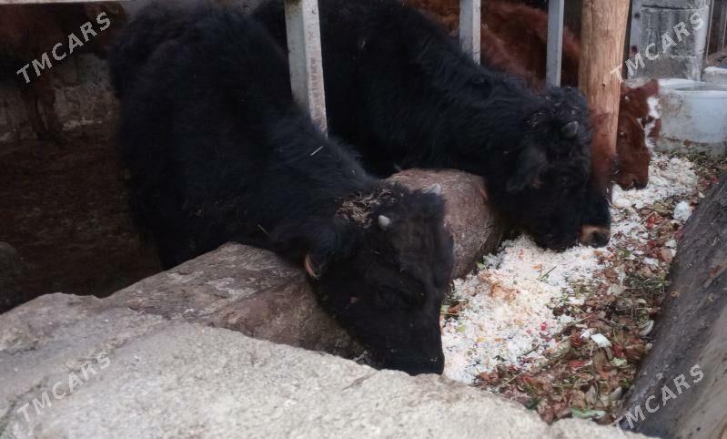 öküz 9sany - Gökdepe - img 2