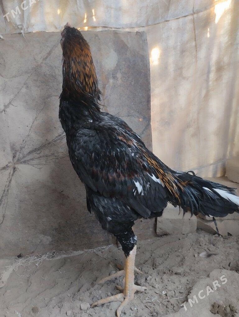 horoz - Çärjew - img 2