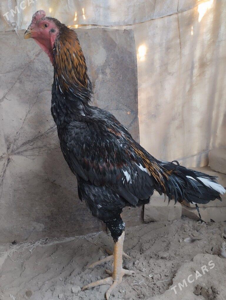 horoz - Çärjew - img 1