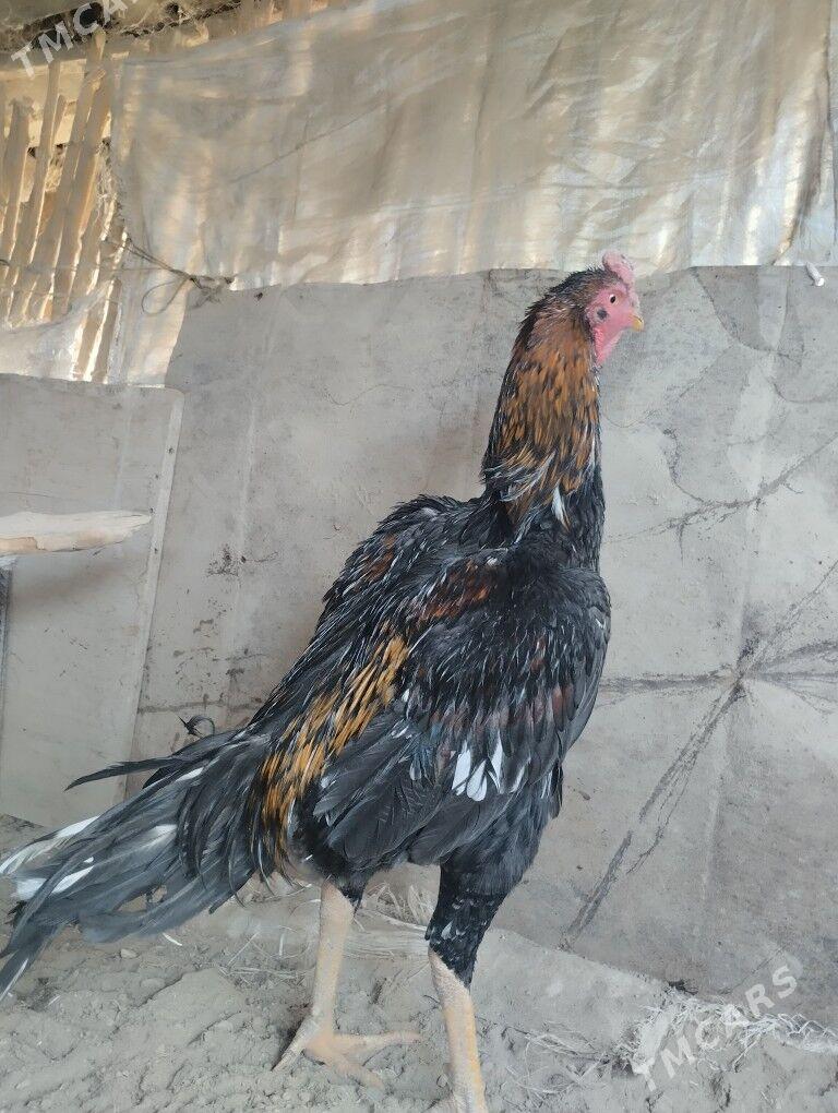 horoz - Çärjew - img 3