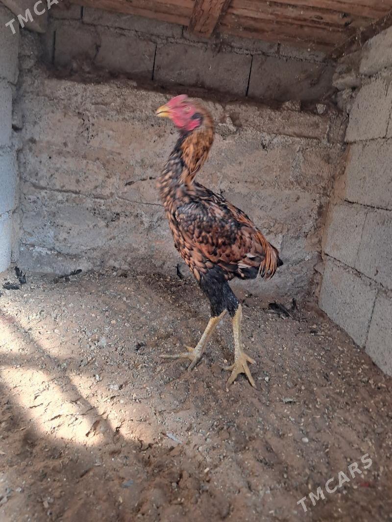 taskent horoz - Ашхабад - img 2