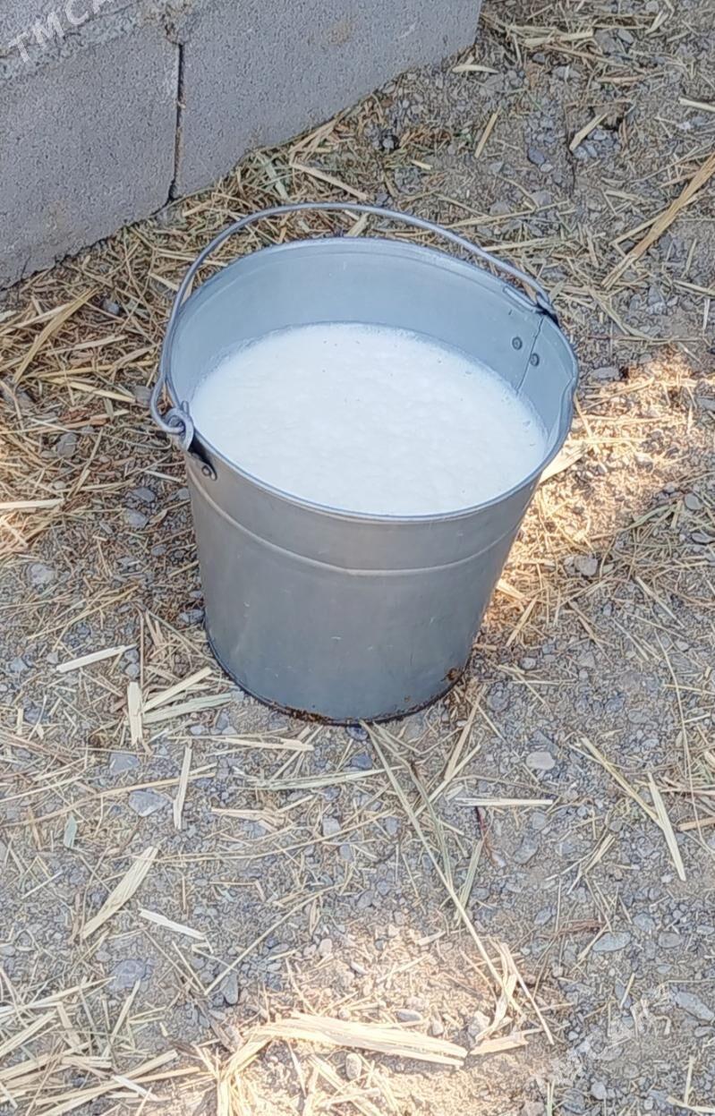 Göleli Sygyr - Gökdepe - img 5