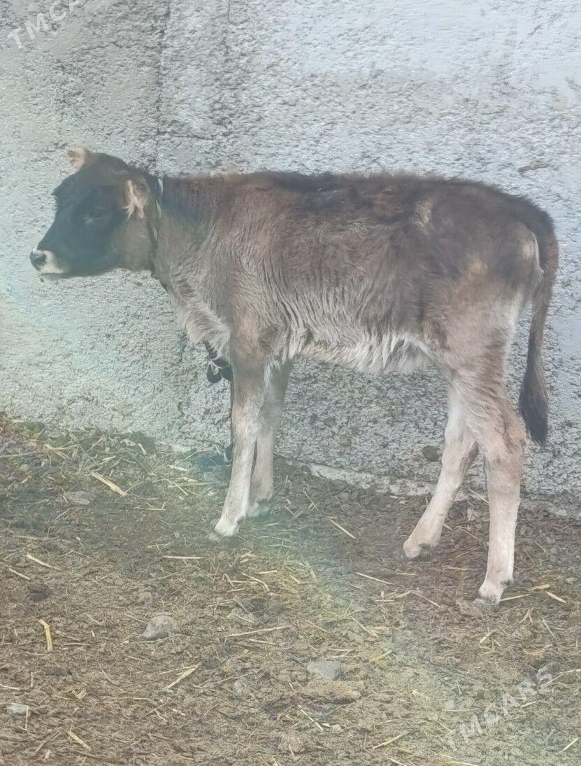 Göleli Sygyr - Gökdepe - img 3