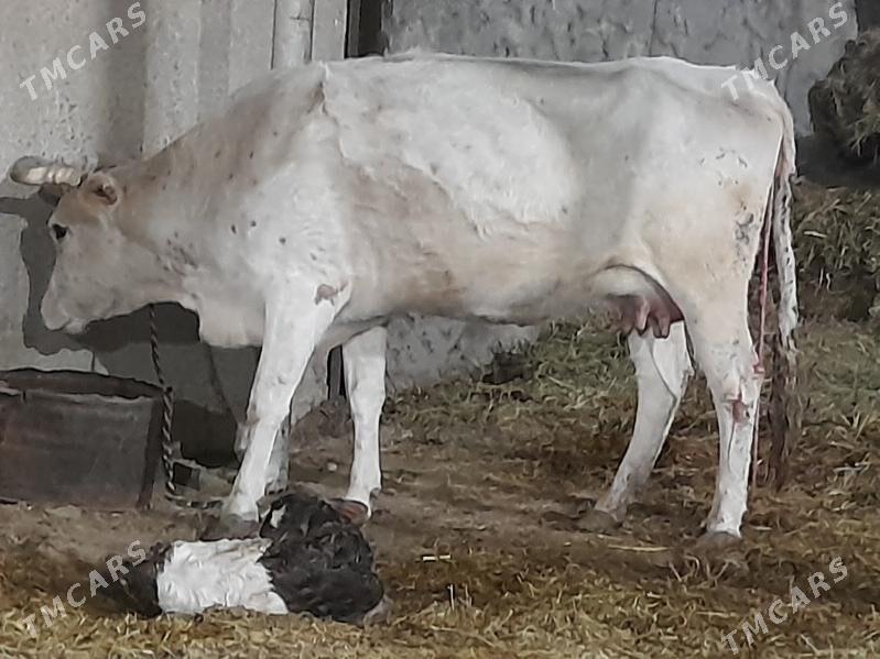 goliy siry - Änew - img 3