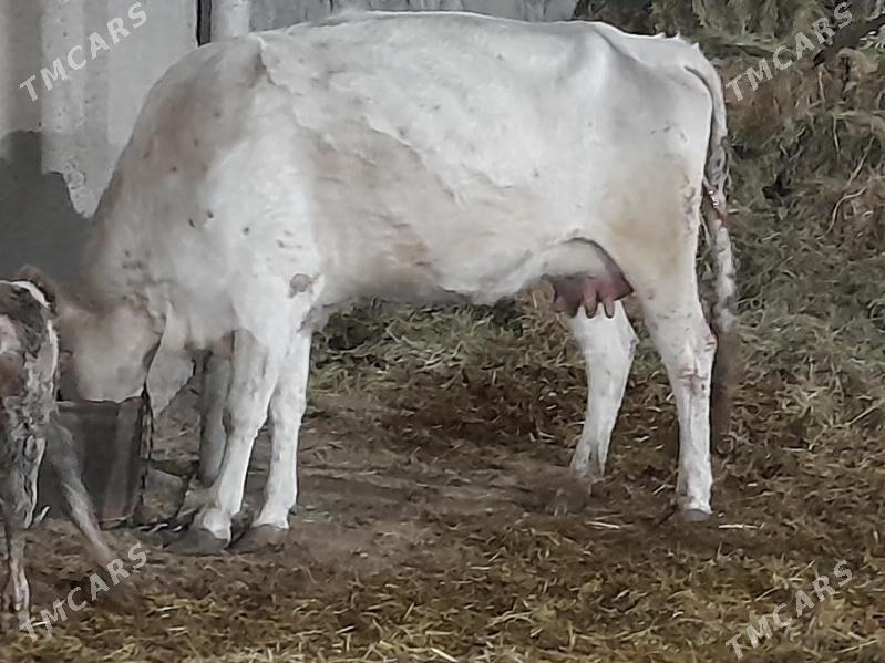 goliy siry - Änew - img 2