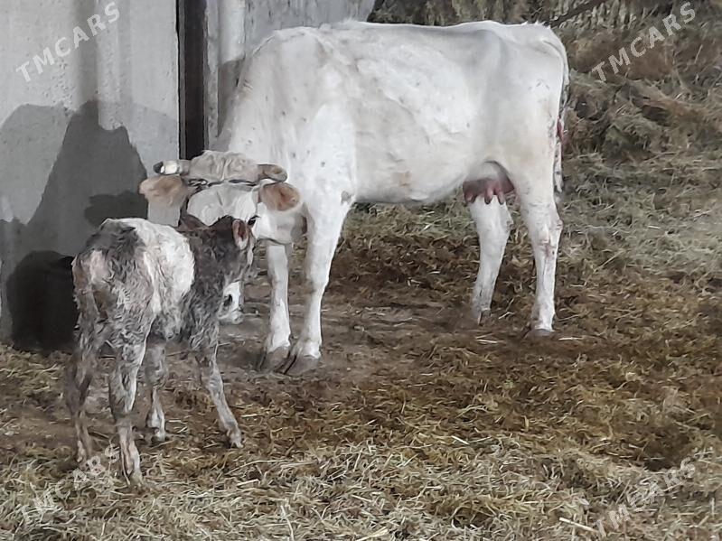 goliy siry - Änew - img 4