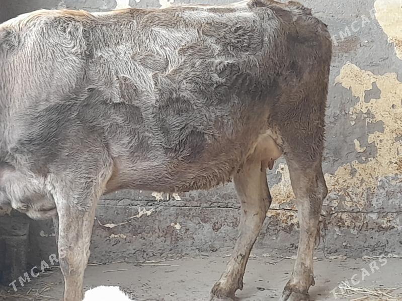 goliy siry - Hitrowka - img 3