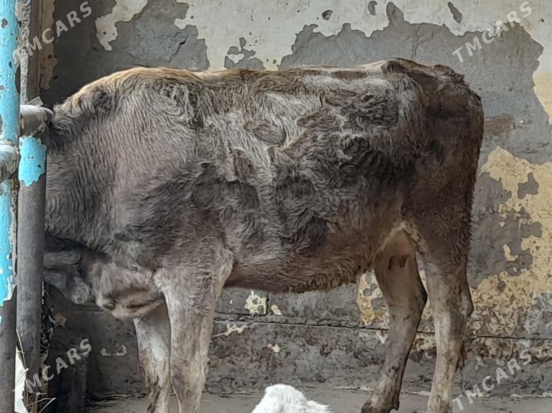 goliy siry - Hitrowka - img 2