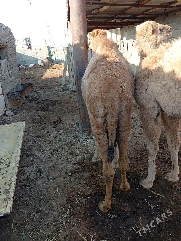 torym - Bereket - img 2