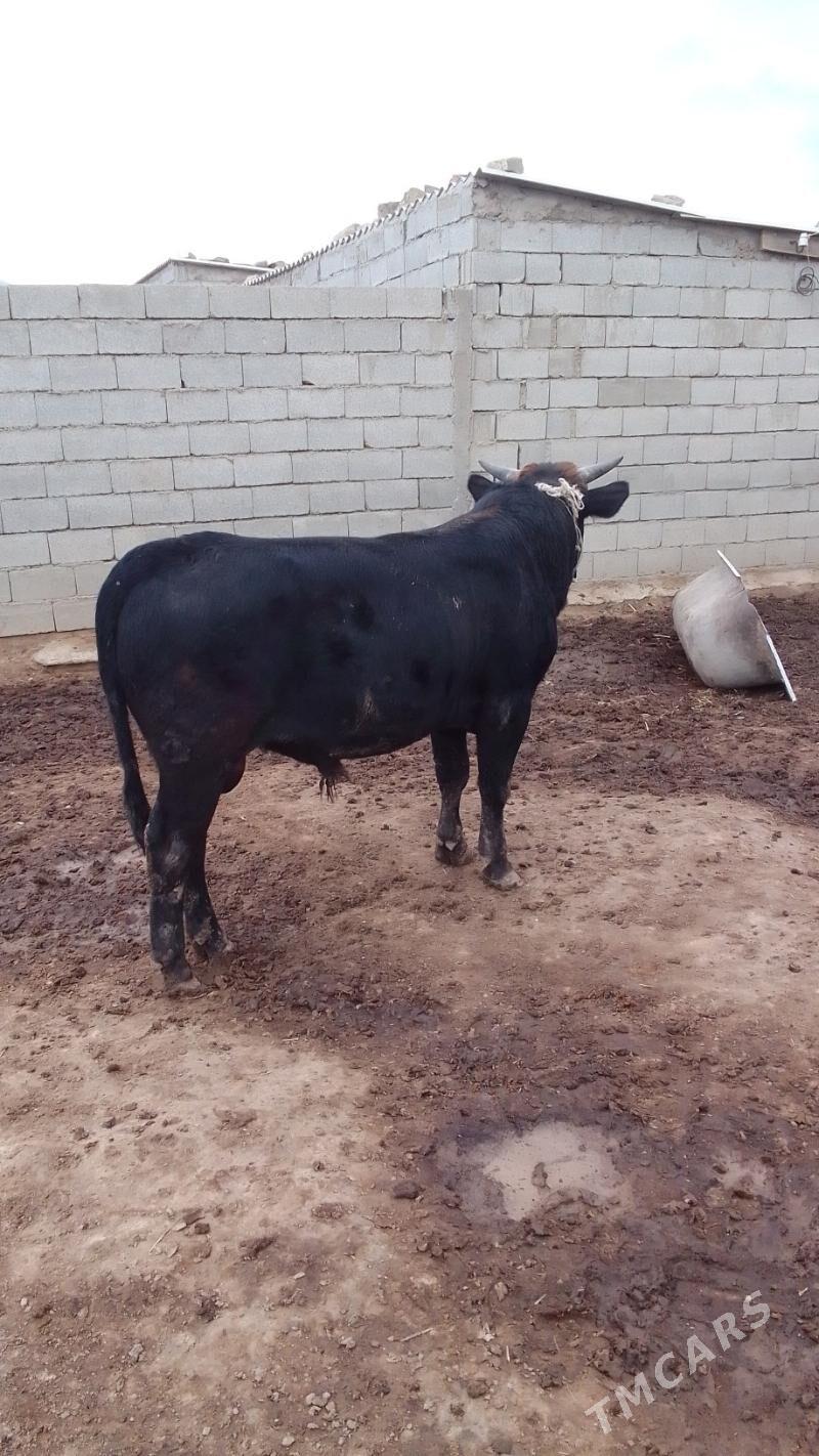 öküz - Гызыларбат - img 3