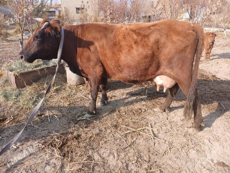 goleli sygyr - Фарап - img 1