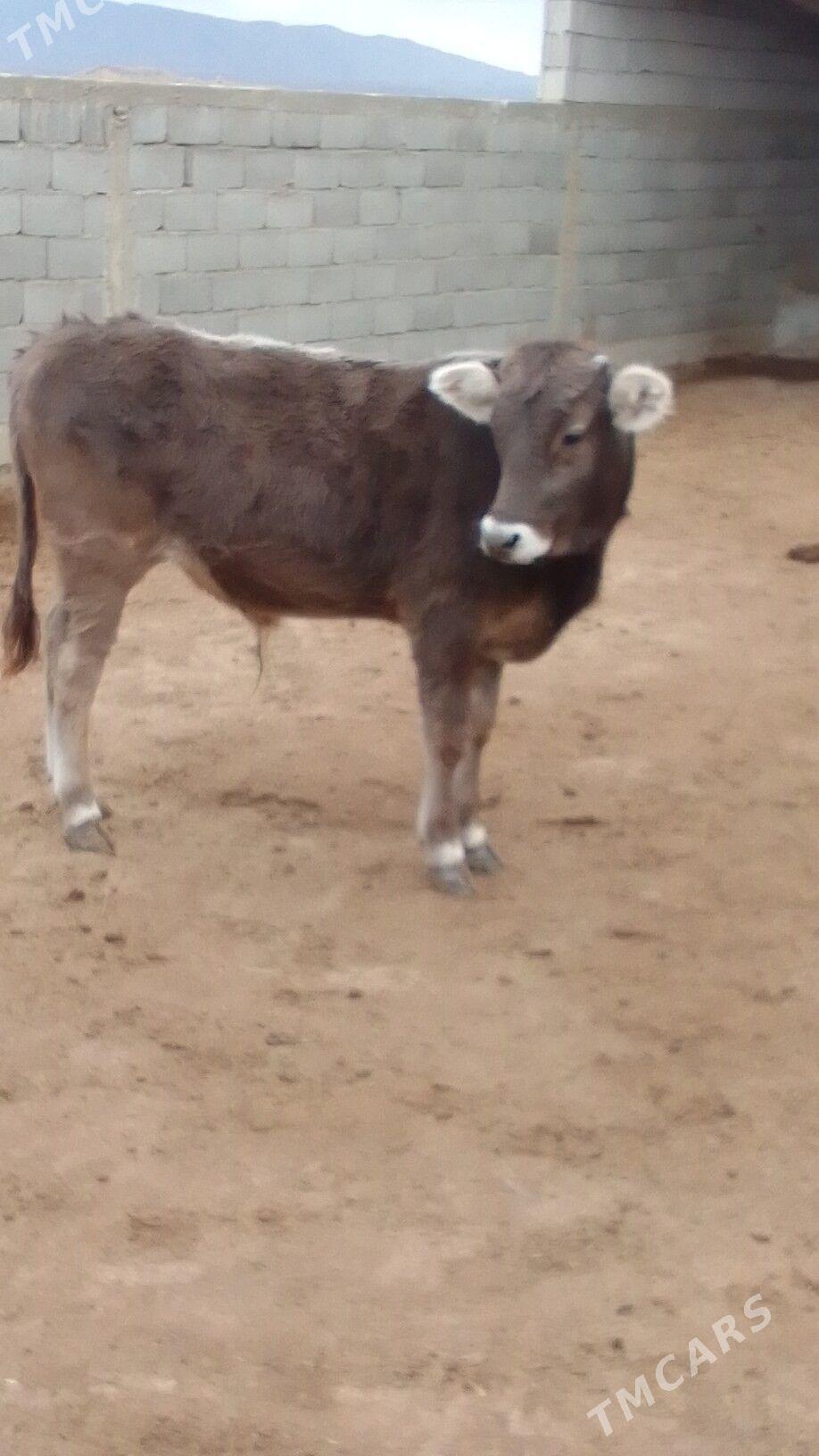 öküz - Гызыларбат - img 4