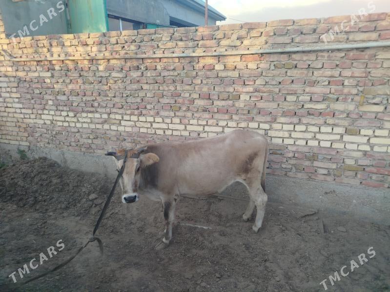 Sygyr - Balkanabat - img 2