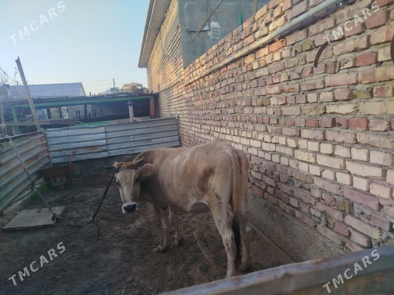 Sygyr - Balkanabat - img 3