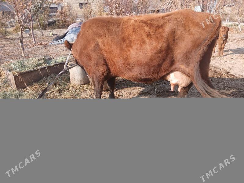 goleli sygyr - Фарап - img 2