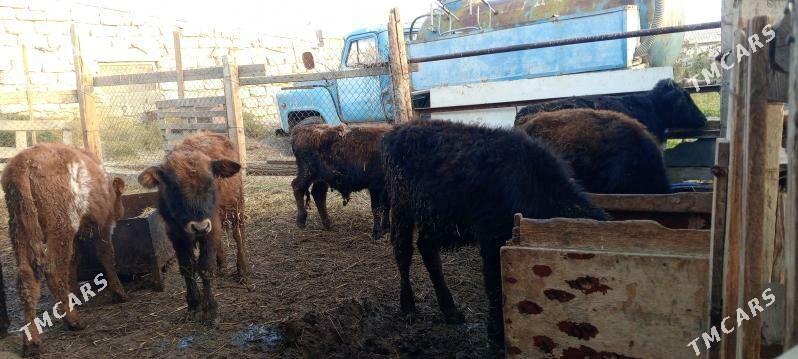 öküz 9sany - Gökdepe - img 7