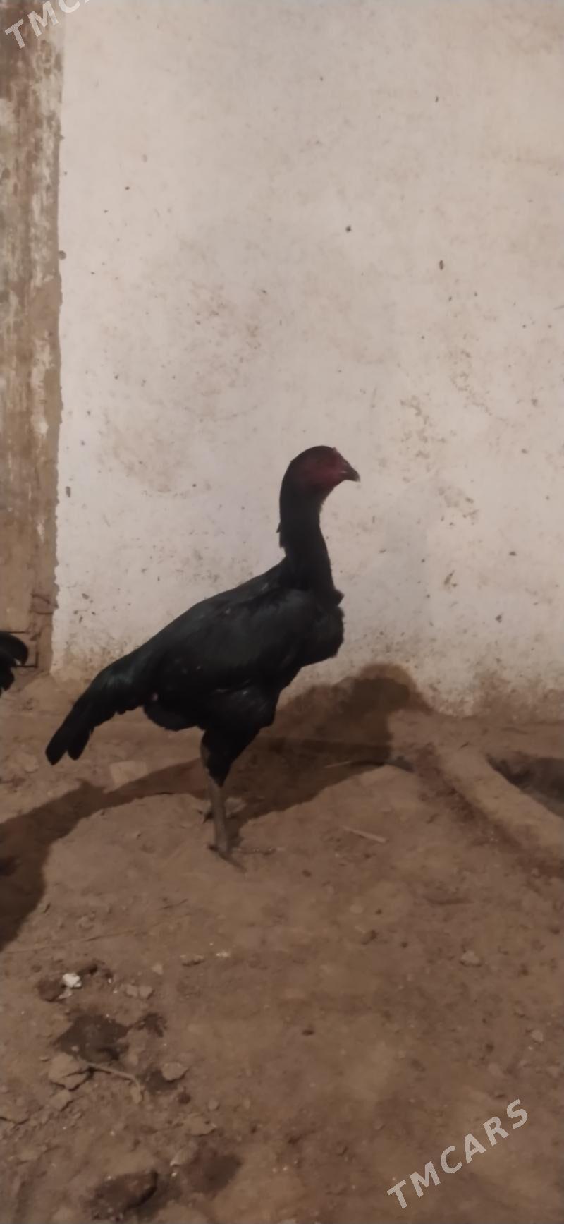 towyk - Дашогуз - img 1