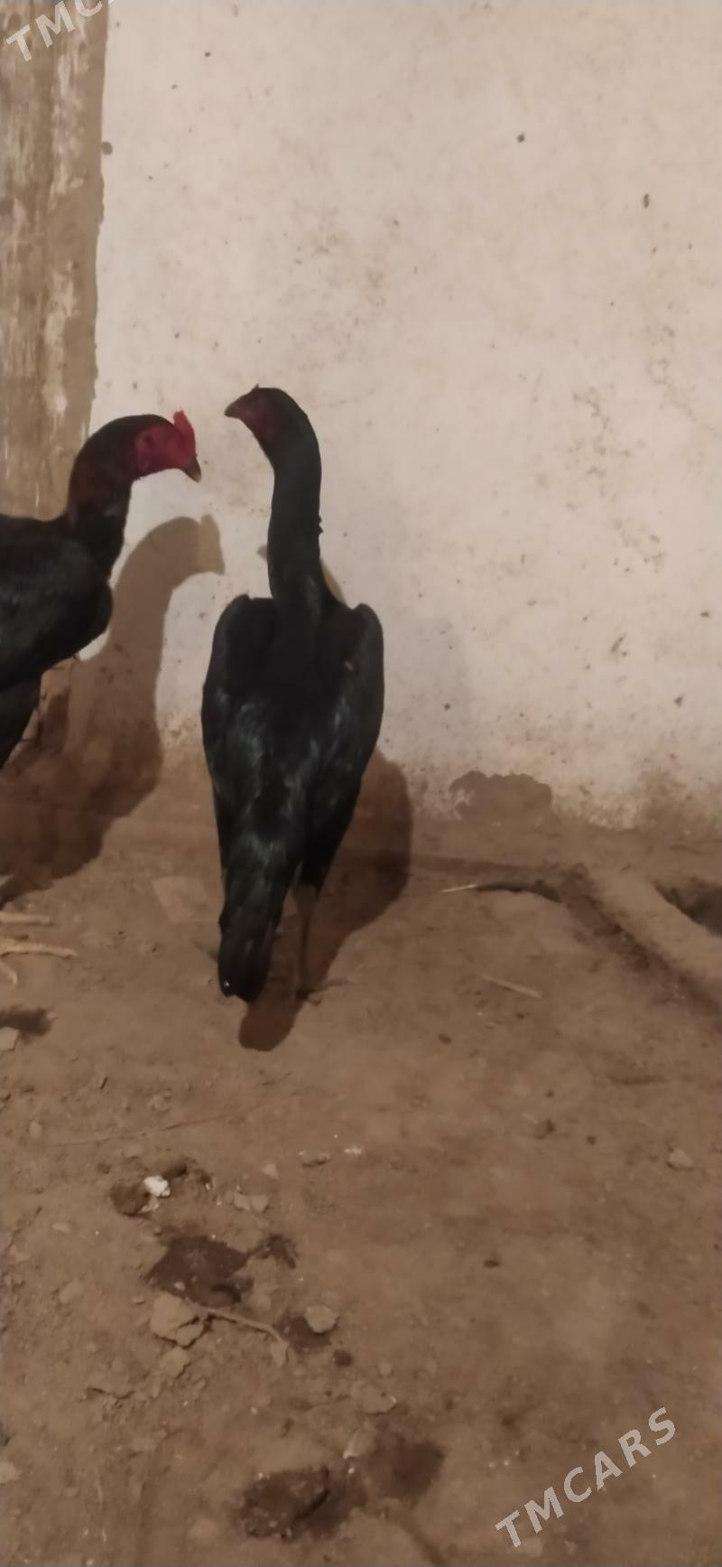 towyk - Дашогуз - img 4