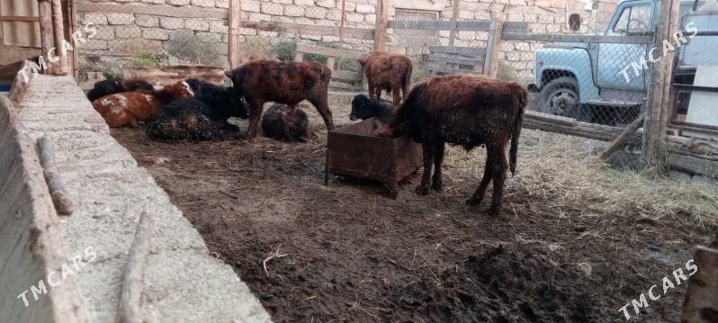 öküz 9sany - Gökdepe - img 8