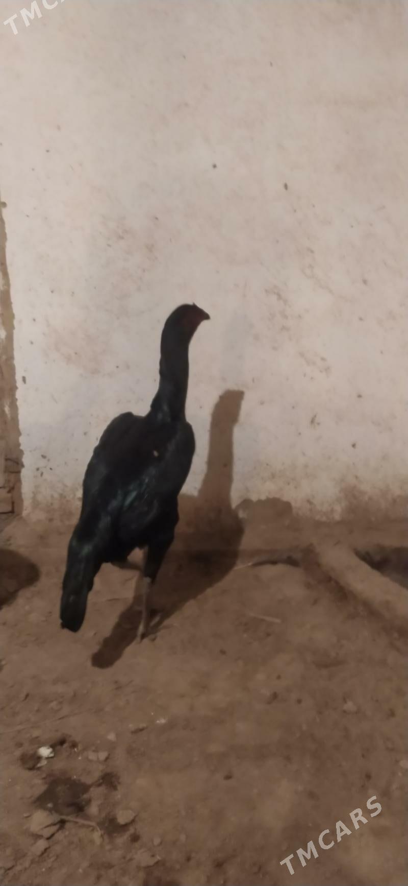 towyk - Дашогуз - img 2