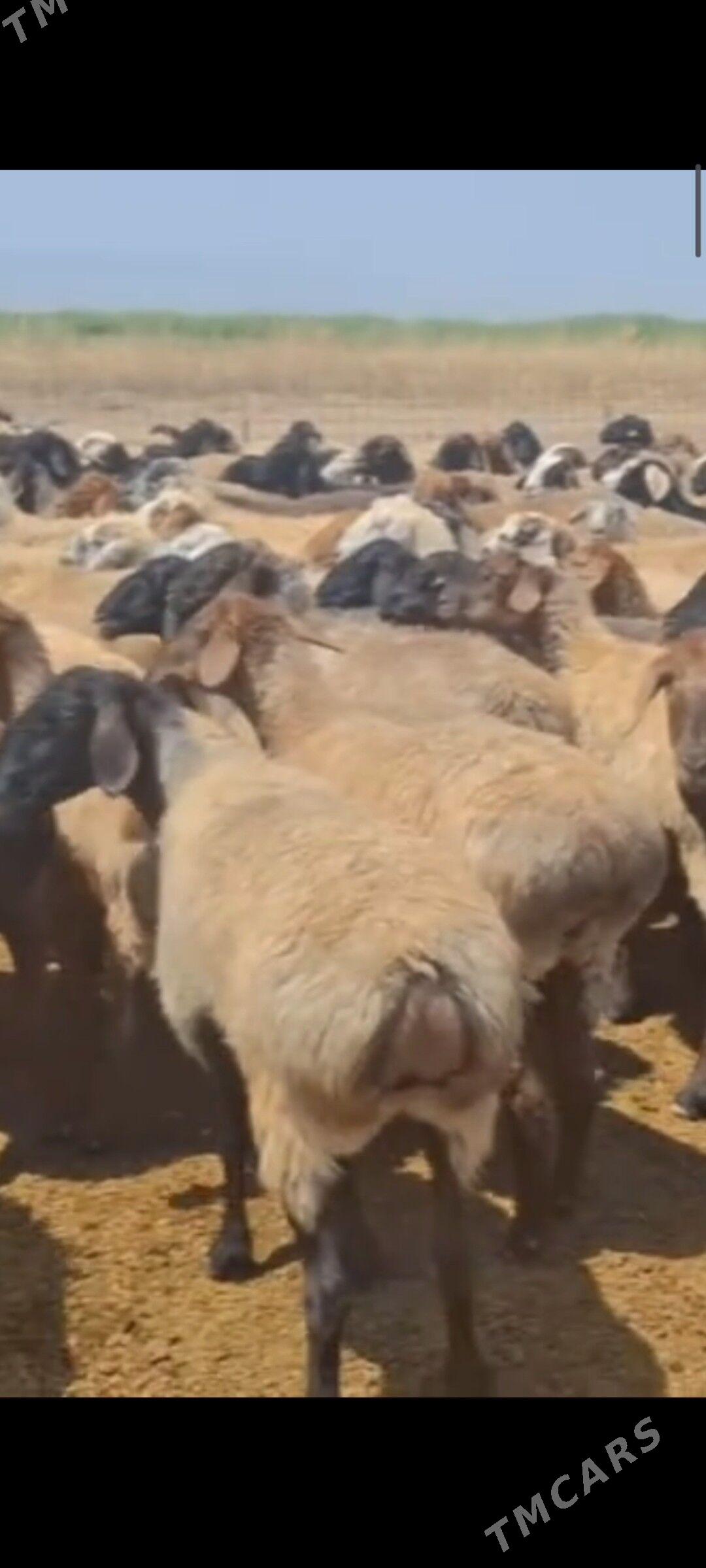 goyun - Мары - img 2