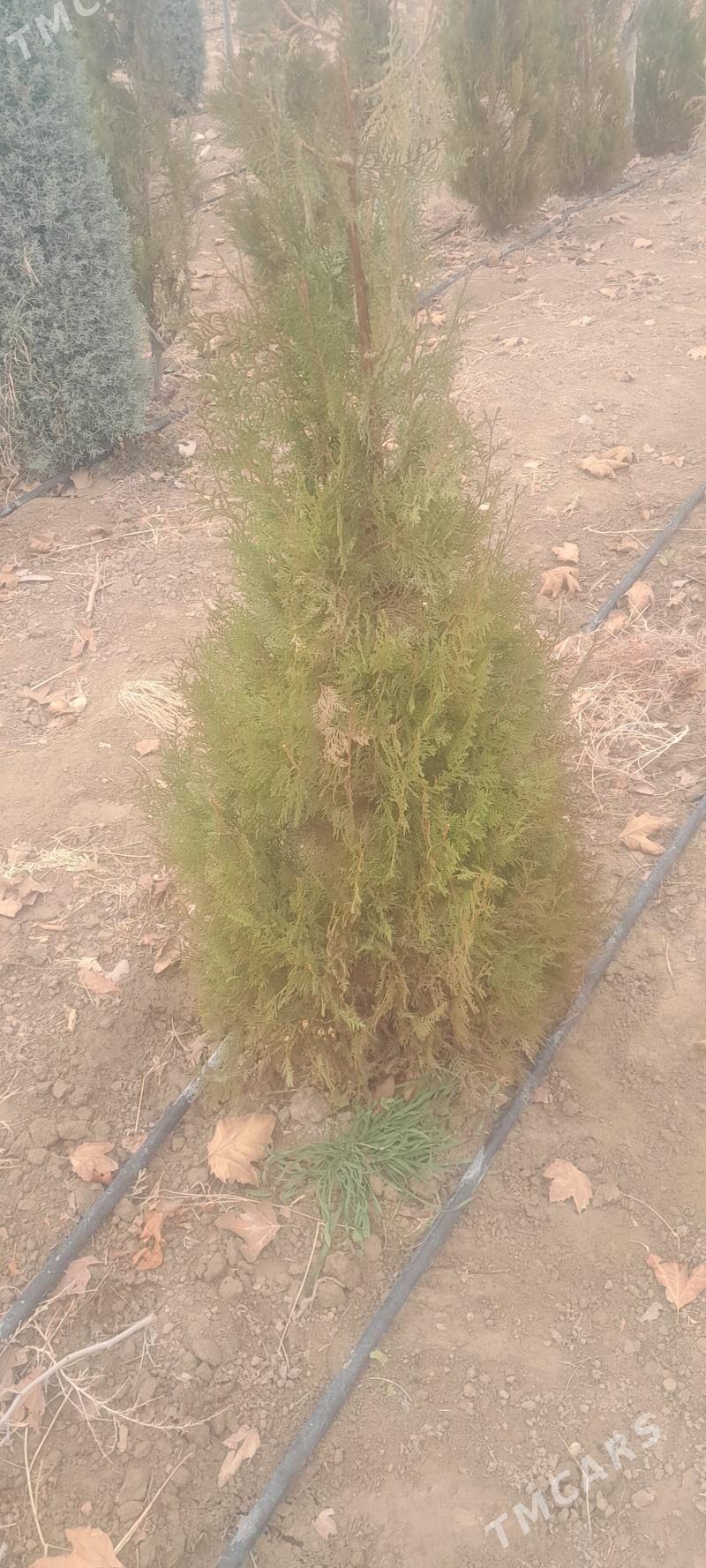 Tuya yolka - Бахарден - img 2