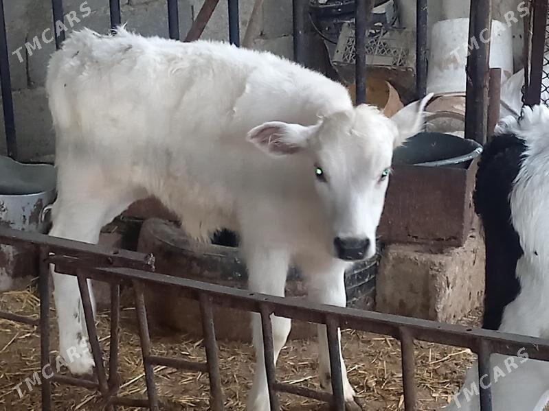 GÖLE - Aşgabat - img 2