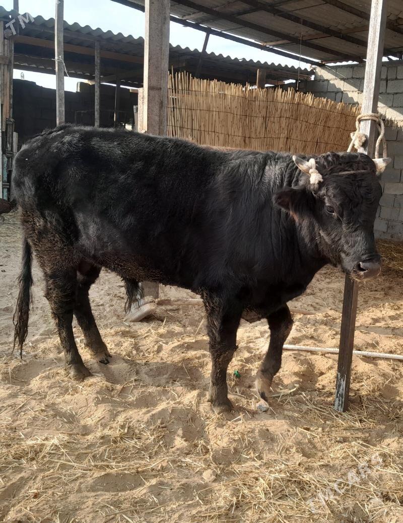 öküz - Гёкдепе - img 2