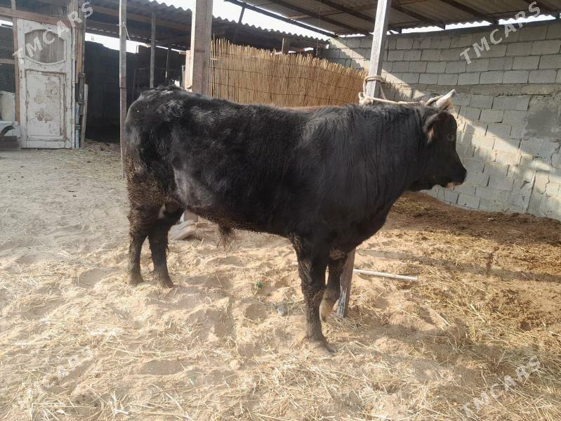 öküz - Гёкдепе - img 1