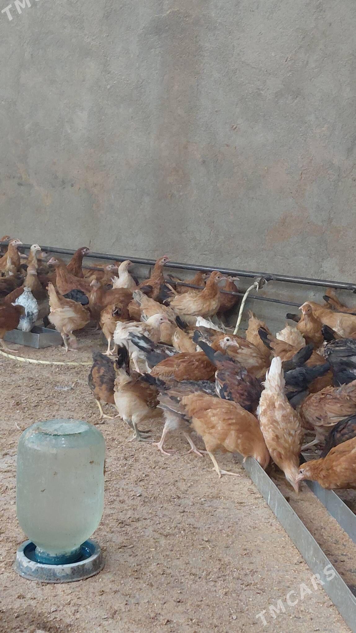 juyje - Gökdepe - img 4