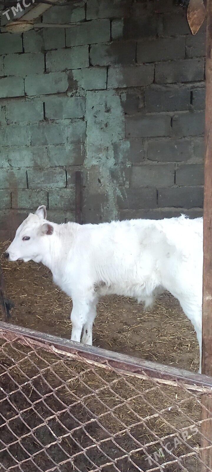 GÖLE - Aşgabat - img 3