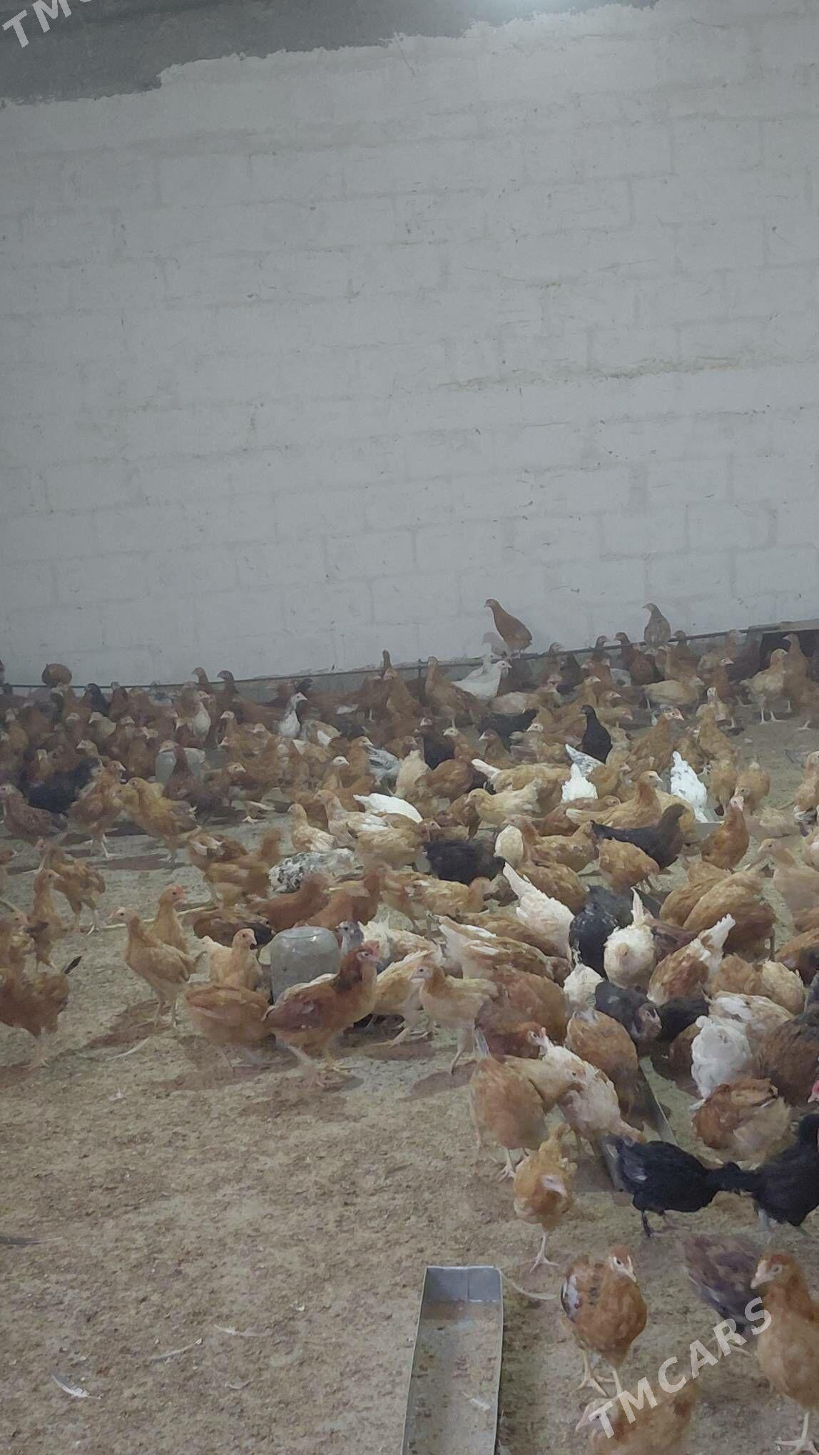 juyje - Gökdepe - img 6