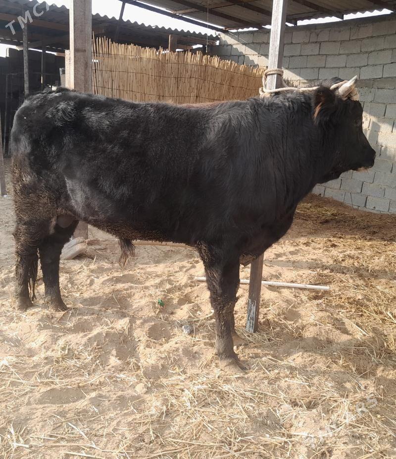 öküz - Гёкдепе - img 4