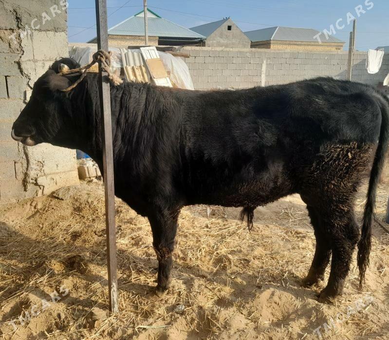 öküz - Гёкдепе - img 3