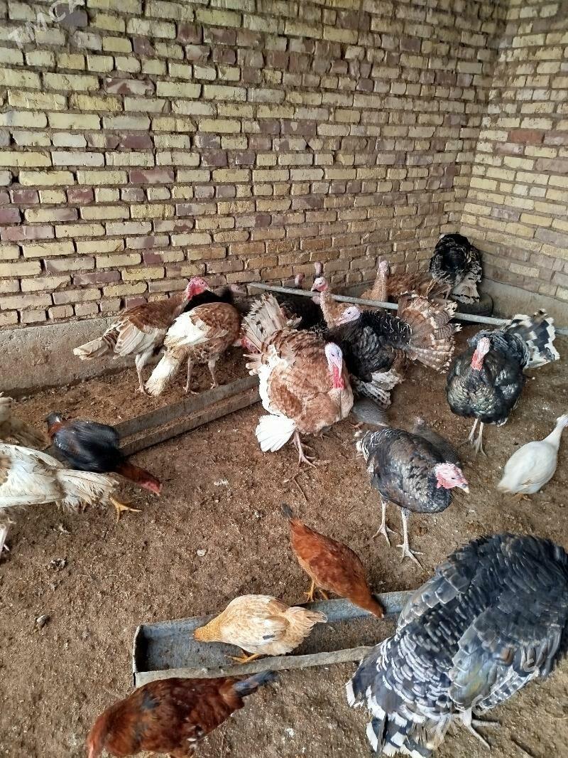 induk - Tejen - img 2