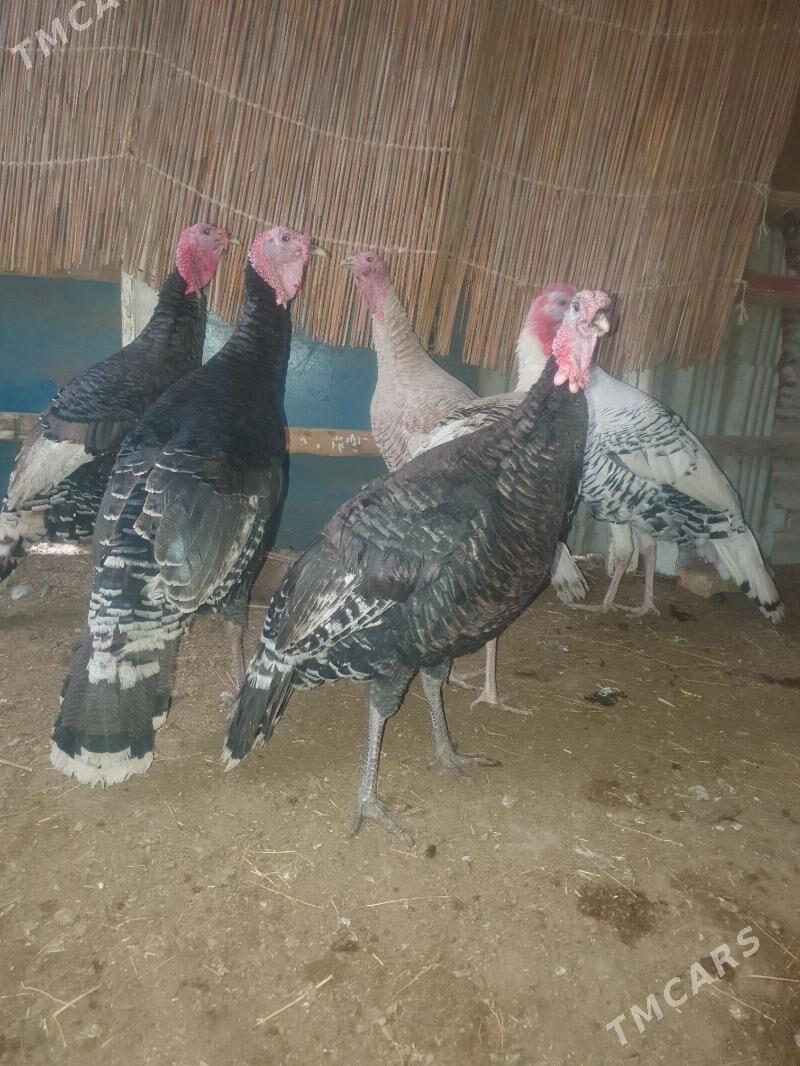 Erkek induk - Mary - img 2