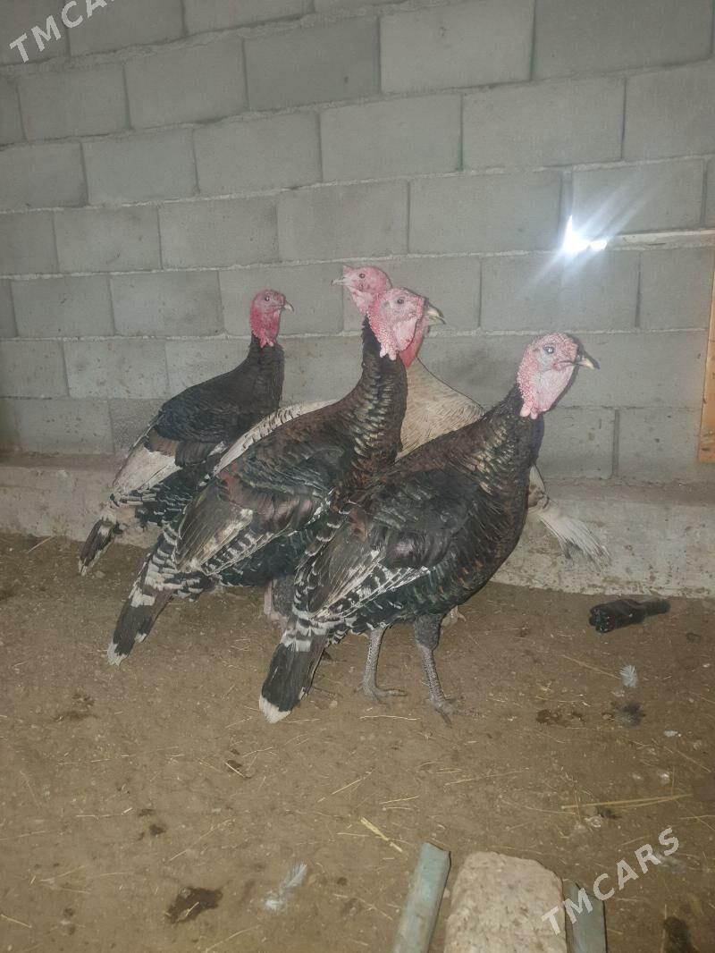 Erkek induk - Mary - img 3