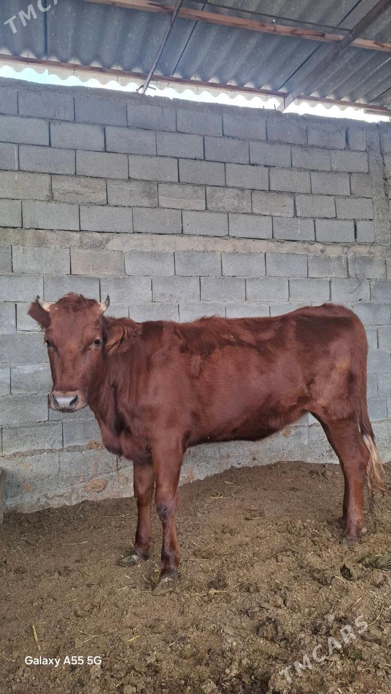 Tuwe - Гёкдепе - img 2